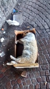 IMG_20151124_131912594_HDR