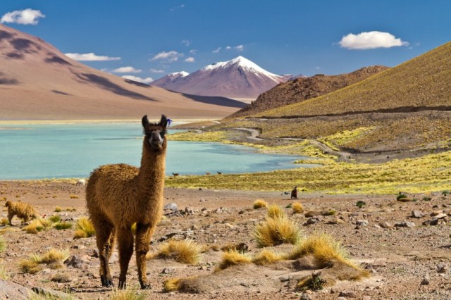 chile-norden-atacama-altiplano-san-pedro-laguna-salzsee-uyuni-bolivien