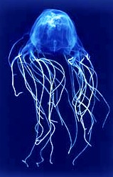 chironex_fleckeri_vespadimare